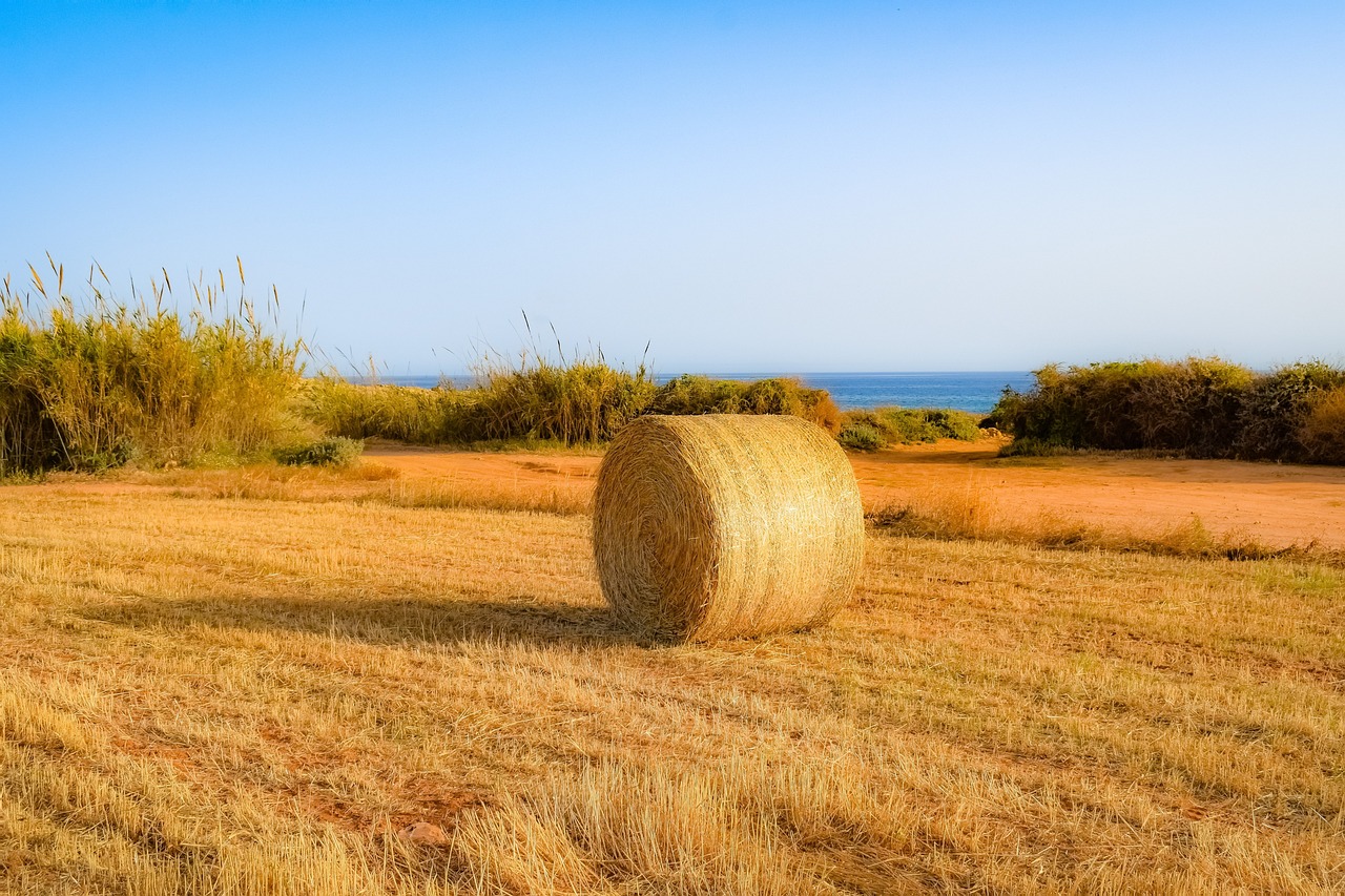 小麦最新品种,推动农业发展的强大动力之源