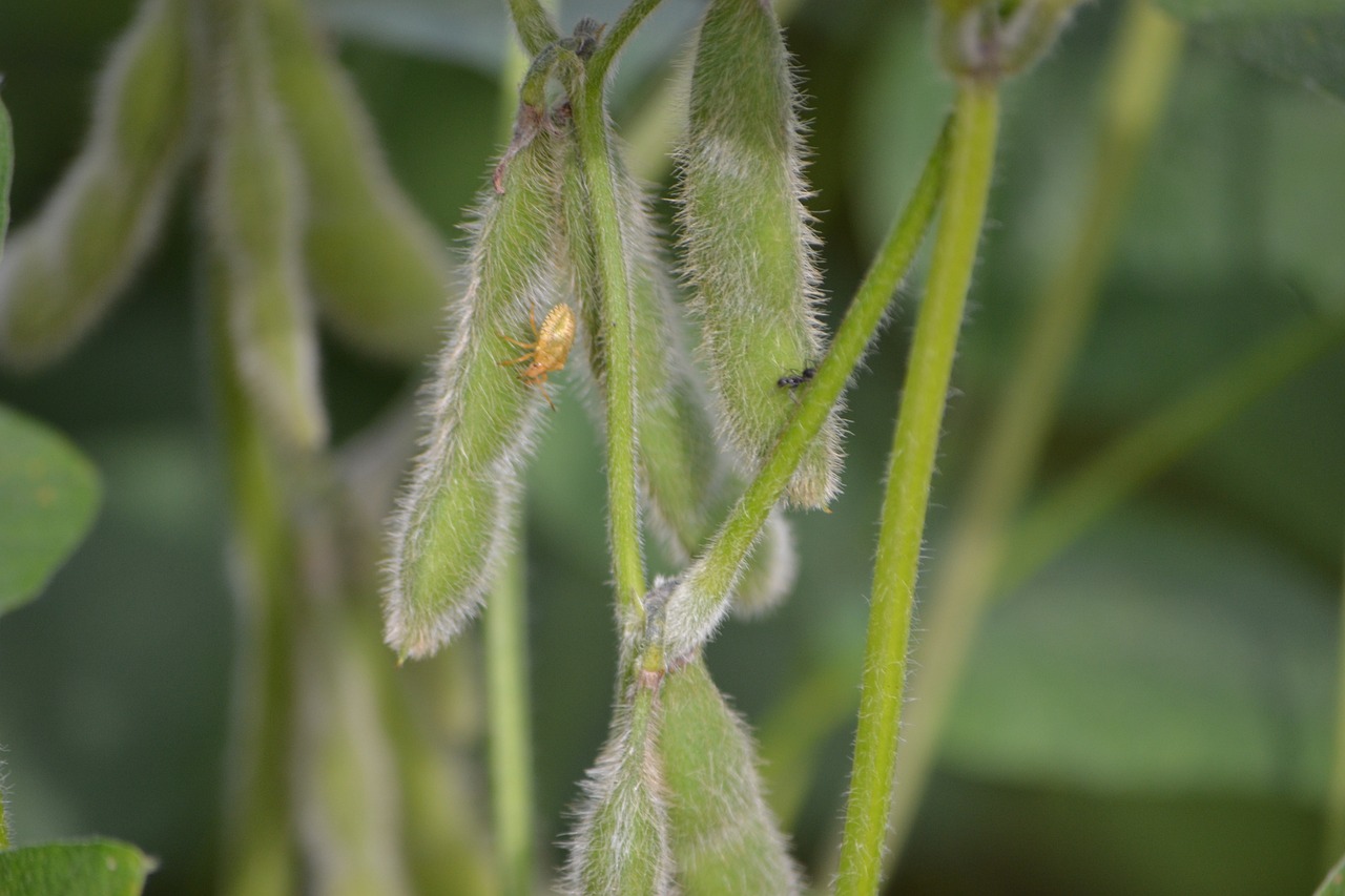 最新大豆品种,推动农业创新与可持续发展的核心驱动力