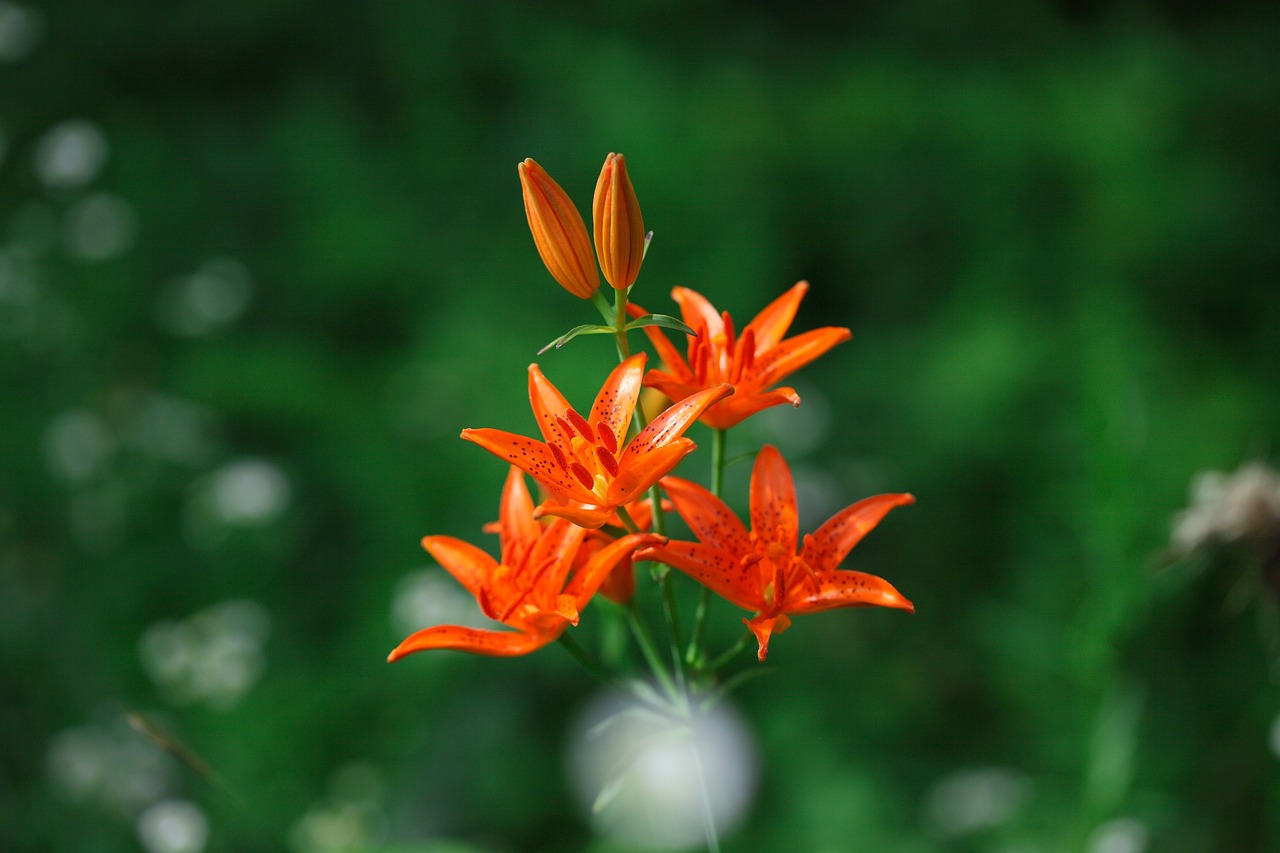 最新牡丹花的魅力与独特特点