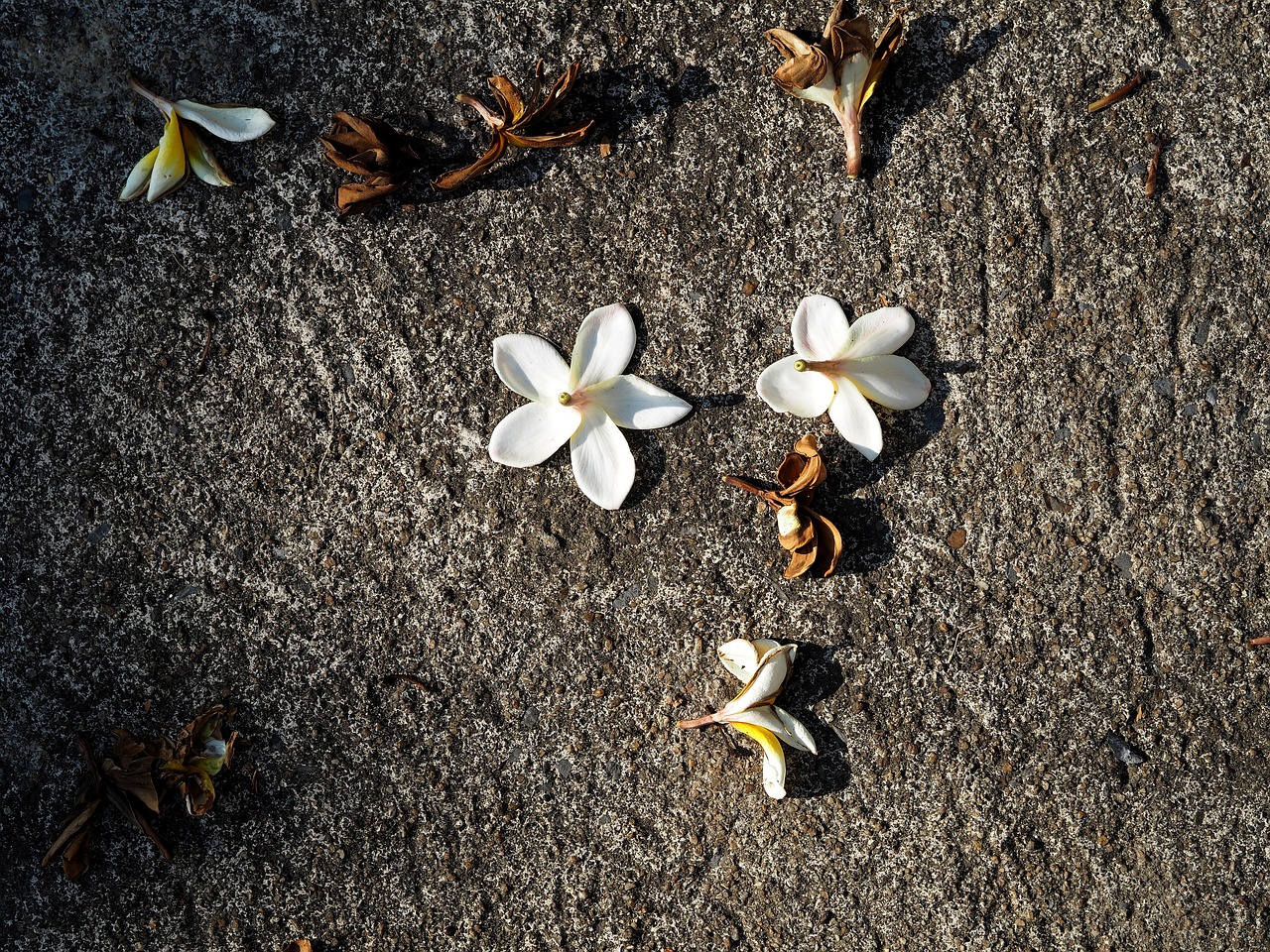 镇巴二手房最新消息全面解析与更新动态