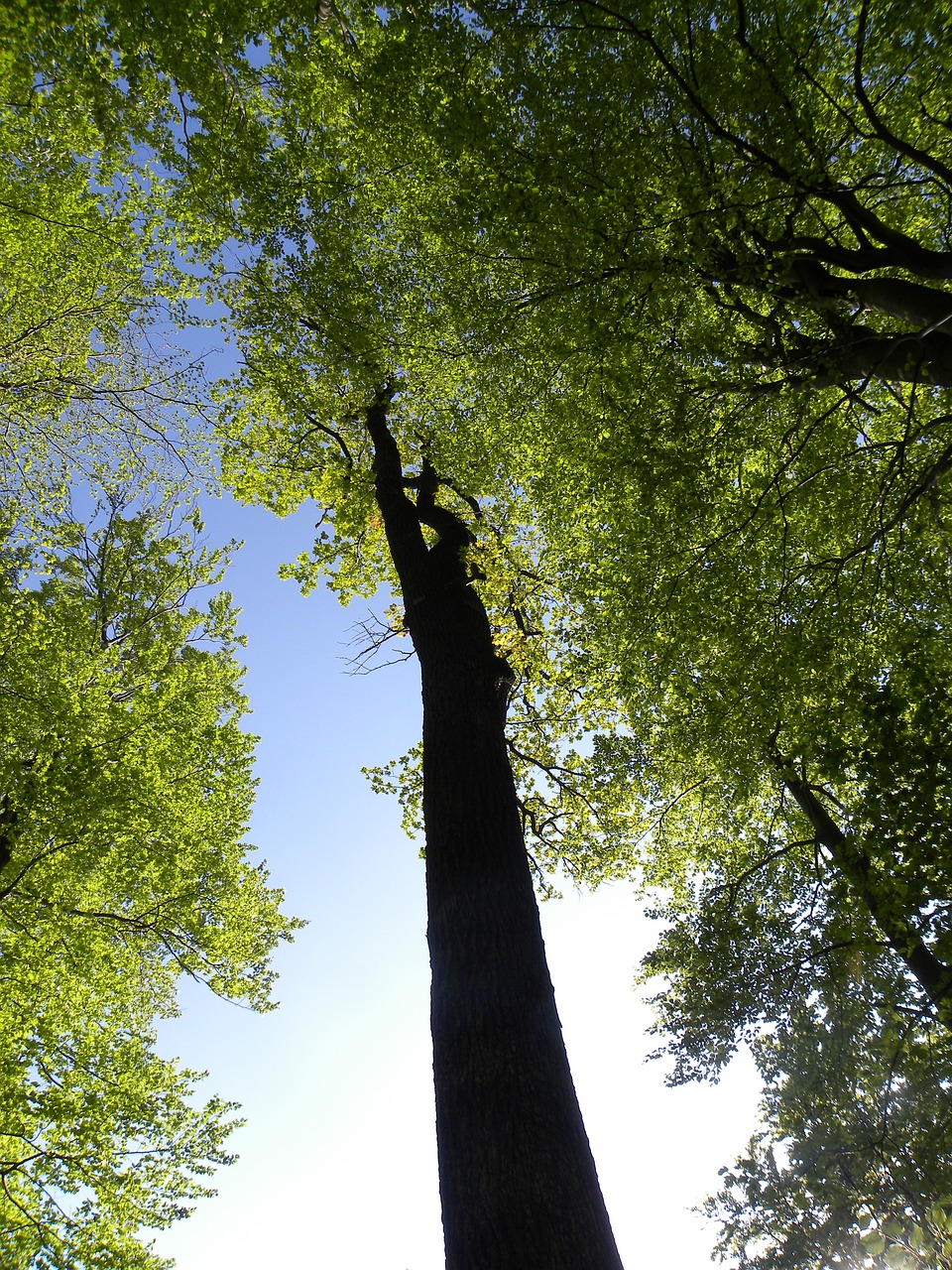 最新挖树机,技术革新与绿色发展的无缝融合之道