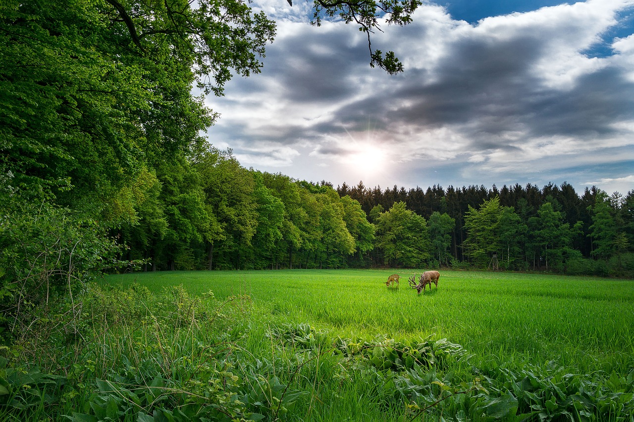 探路者股票最新动态深度解析报告