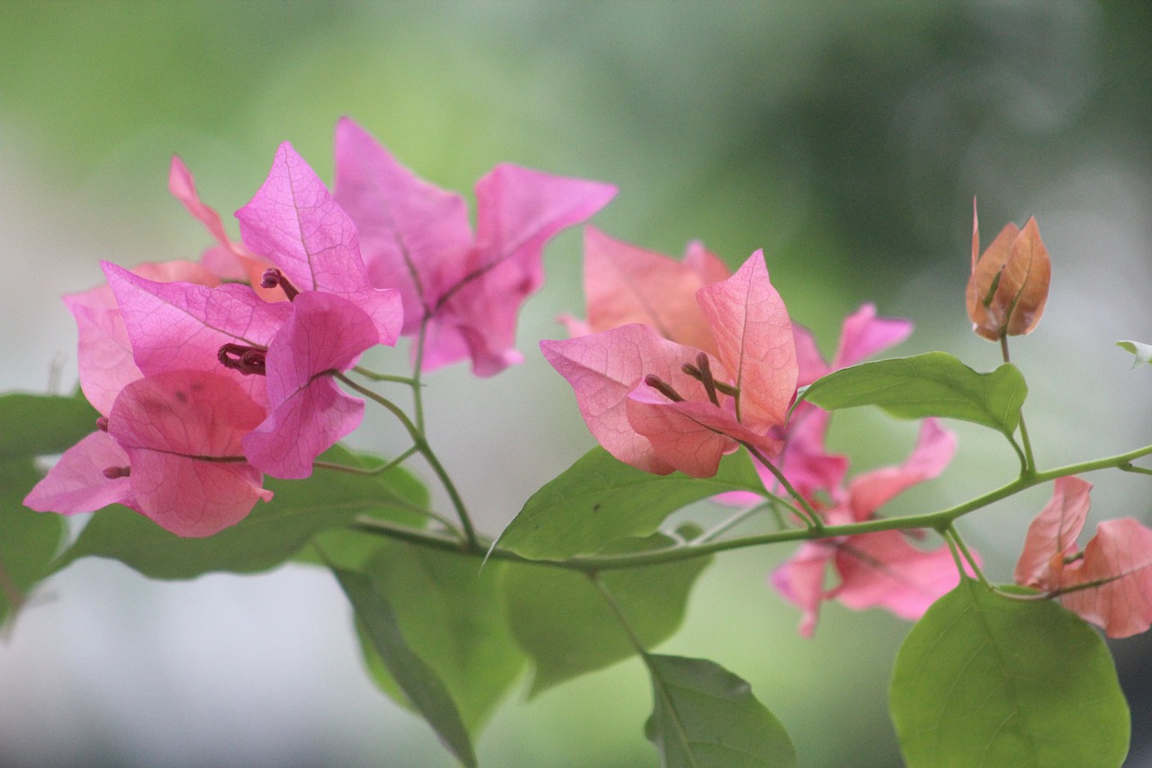 FTN最新动态,科技革新与商业应用的未来引领者