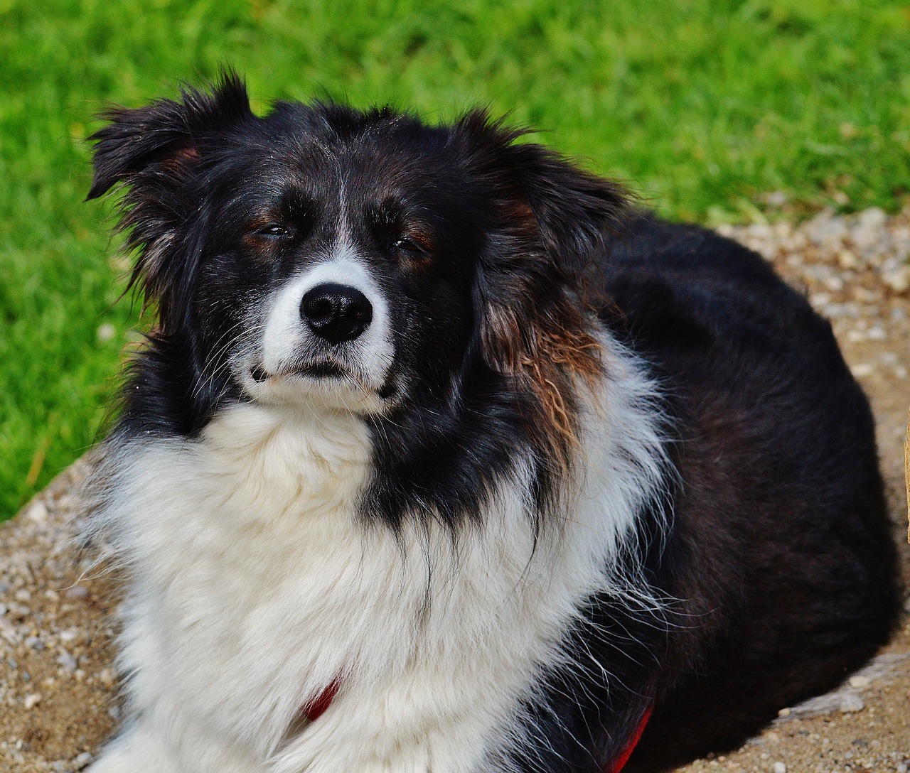 最新禁用兽药,守护人类与动物的共同健康之路