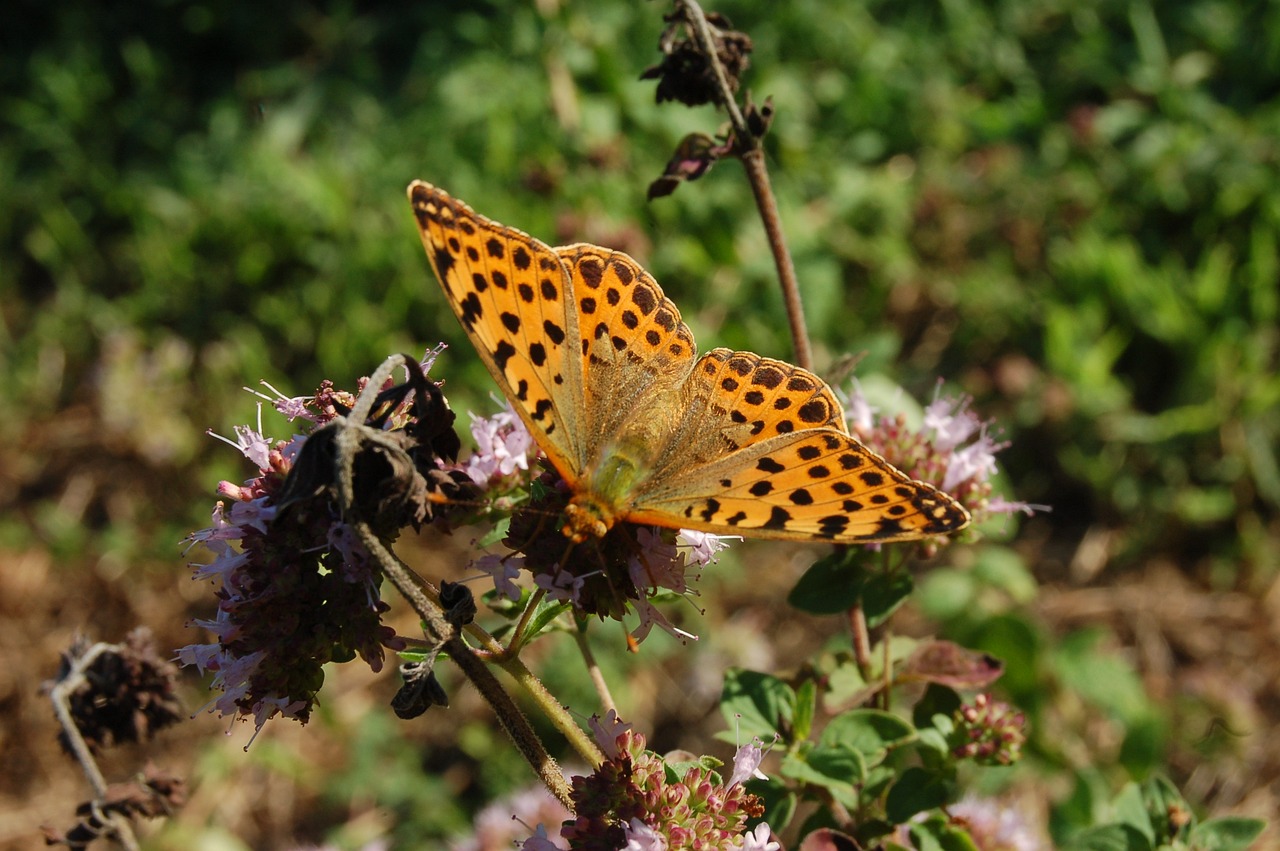 a.mimis2最新动态及特色解析