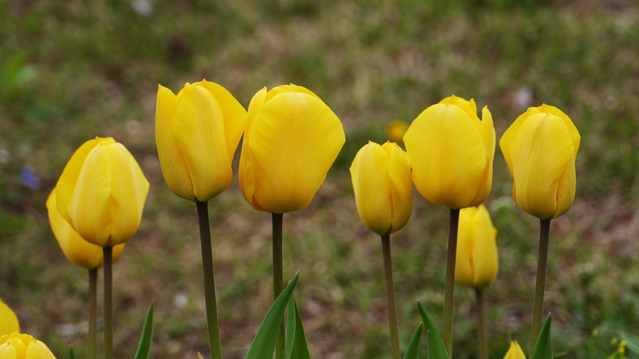 山禄大蒜最新价格,市场走势及种植户反应分析