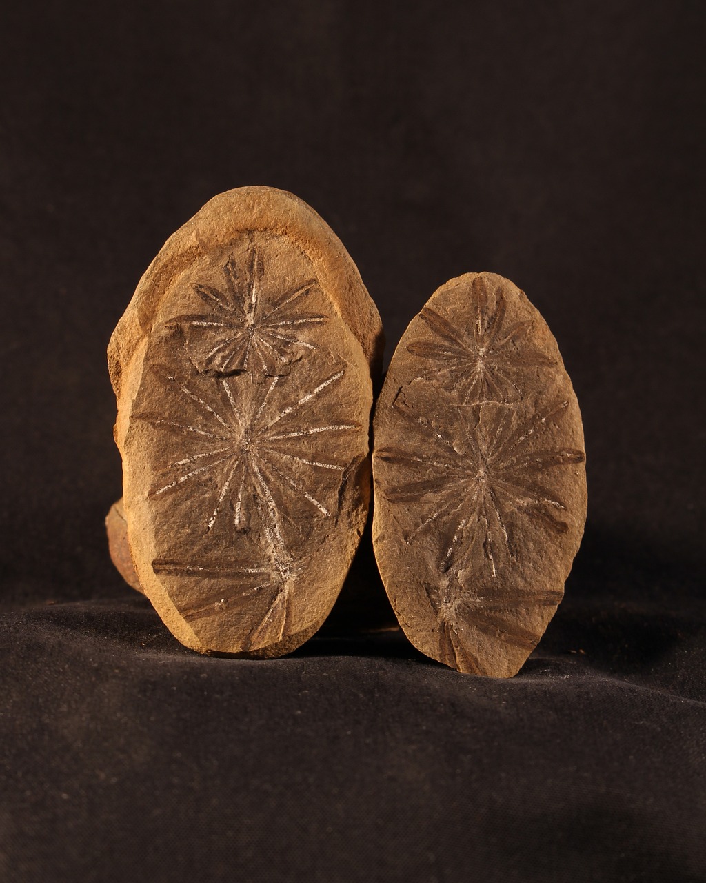 贵州龙化石最新报价揭秘,探寻古生物化石的魅力与价值