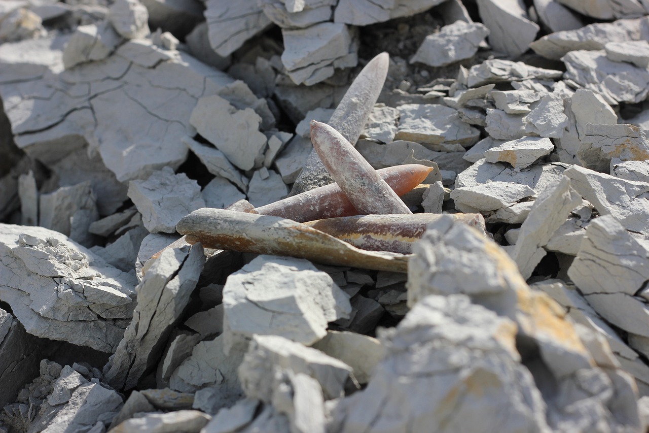 贵州龙化石最新报价揭秘,探寻古生物化石的魅力与价值