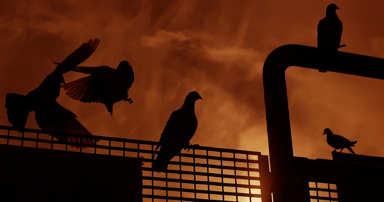 MV最新版本,革新与独特体验