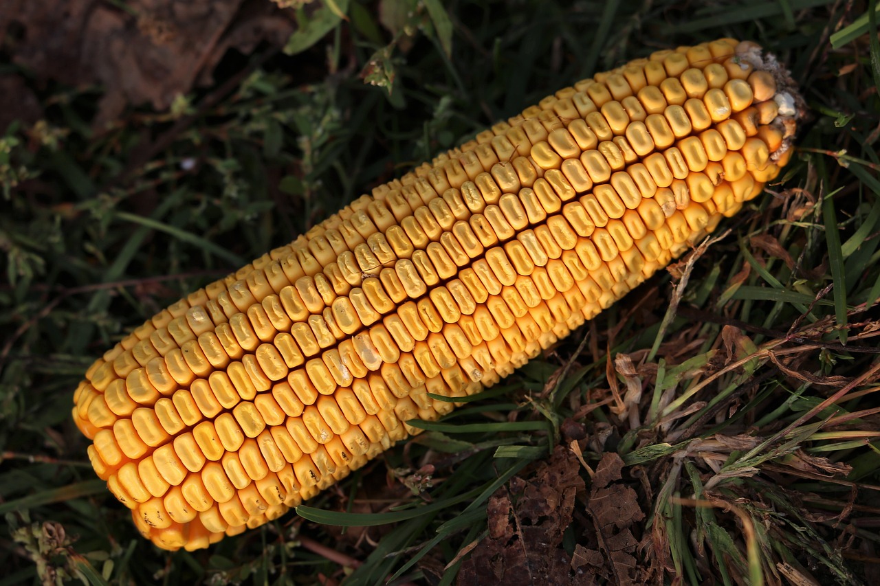 大白菜最新版本的种植技术、营养价值与应用前景探索