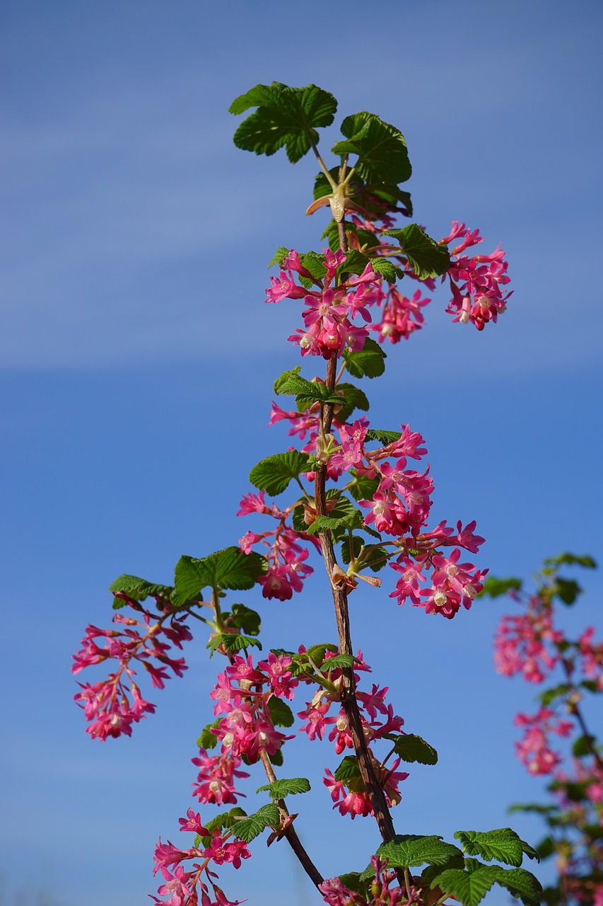 最新树桩盆景,自然与艺术的美妙融合