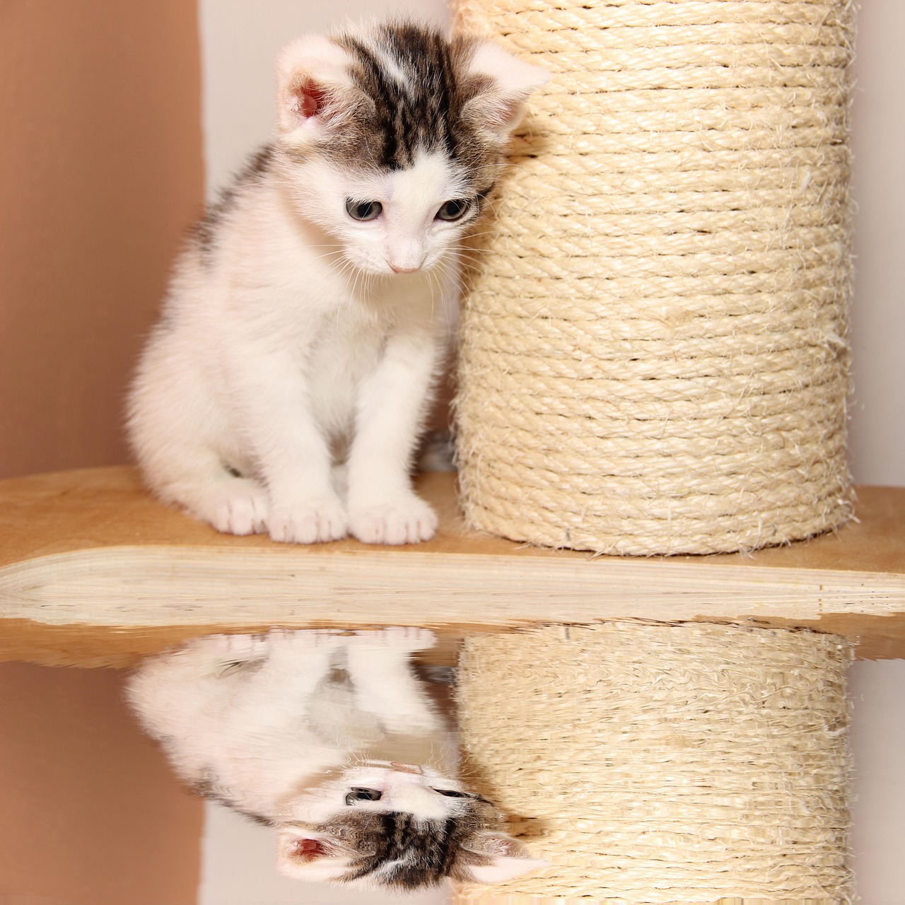 猫九酱最新动态,探索未知,展现独特魅力