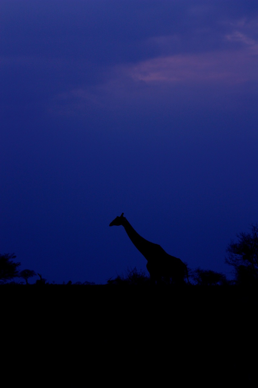 趴趴狗最新动态,持续探索与创新,步伐不停歇