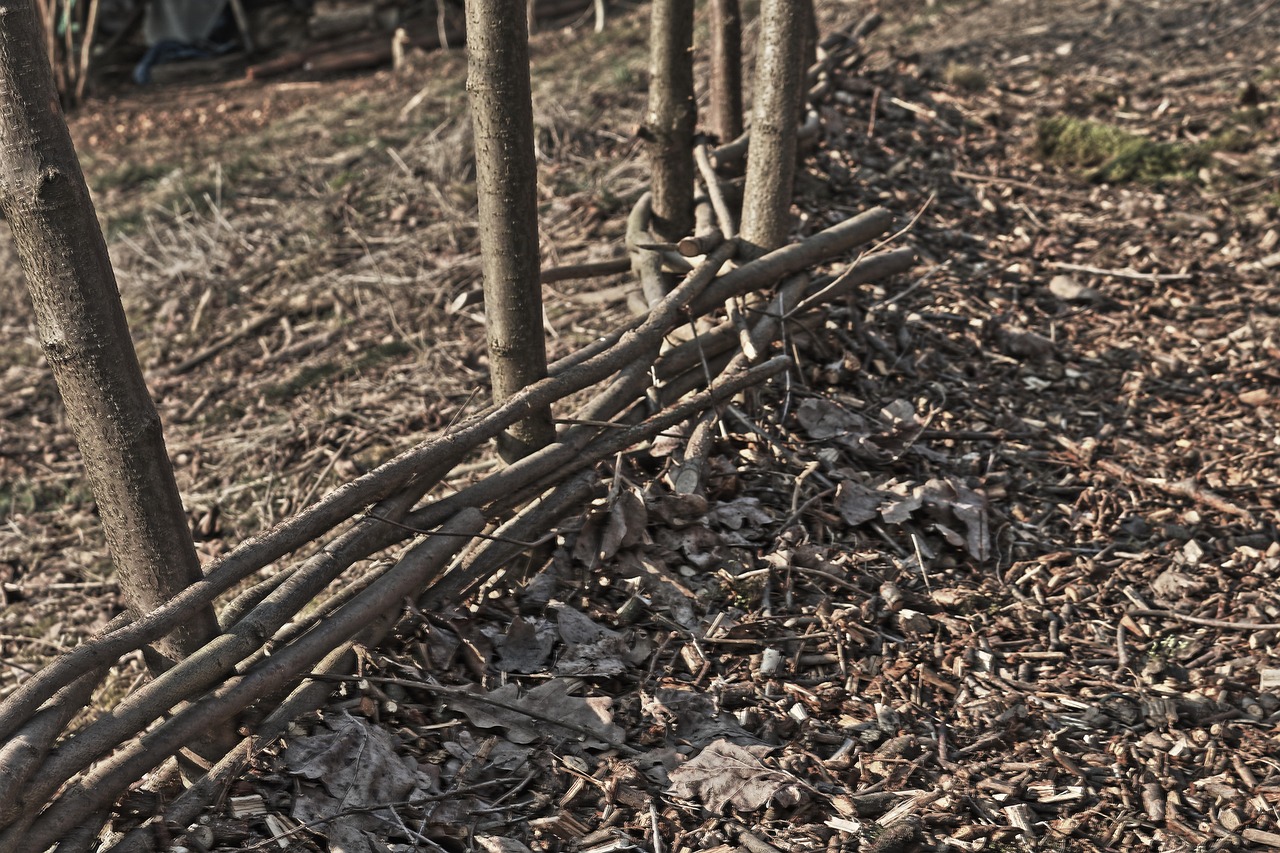 探索自然与情感的隐秘交融,最新树林偷腥图片大放送