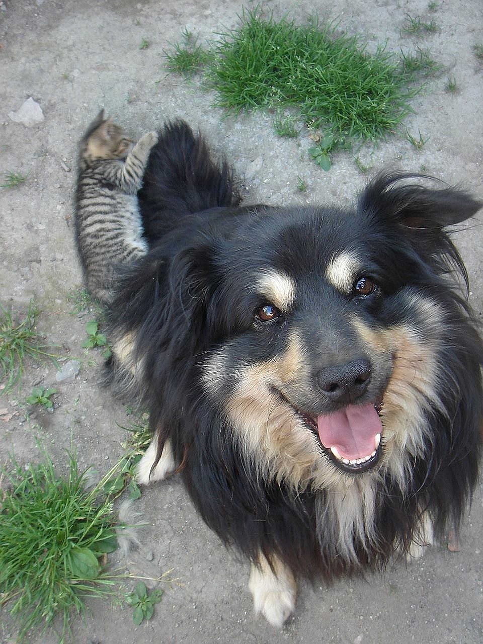 狗万最新版,全新游戏世界体验升级