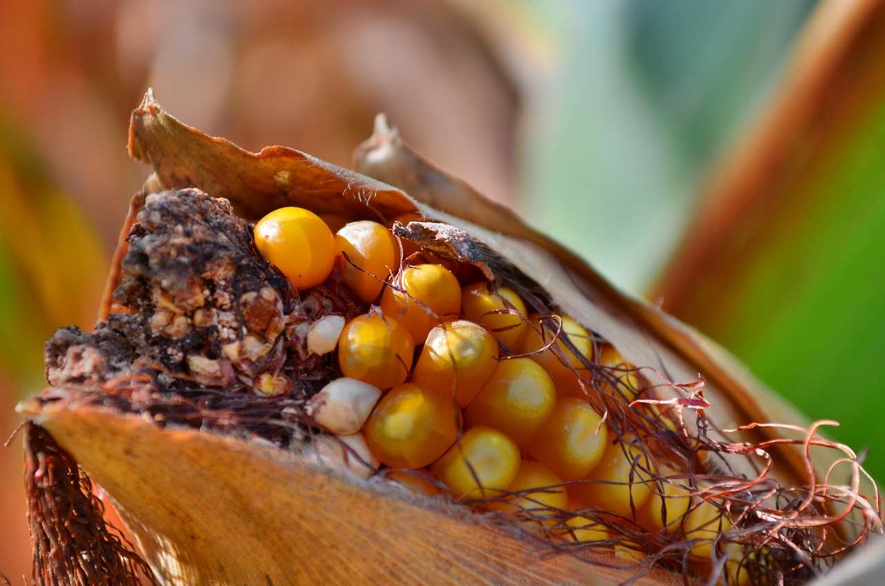 蓝航最新动态,引领航空业迈入新纪元