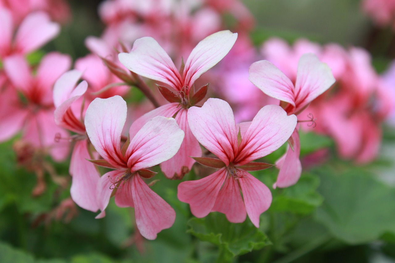 盛驰花园最新房价动态及市场走势,购房指南与趋势分析