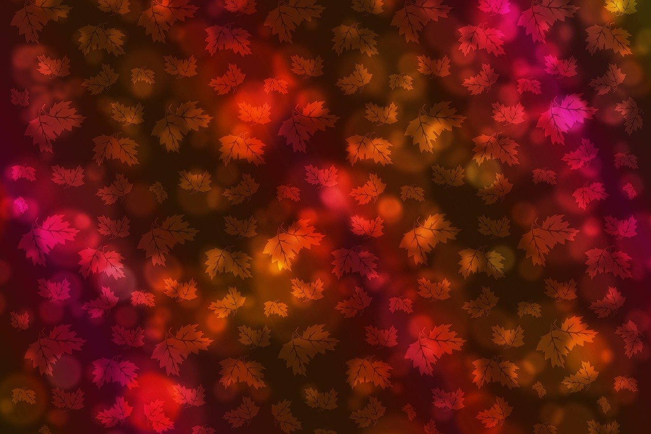 派克,演艺之路的璀璨之星闪耀时刻