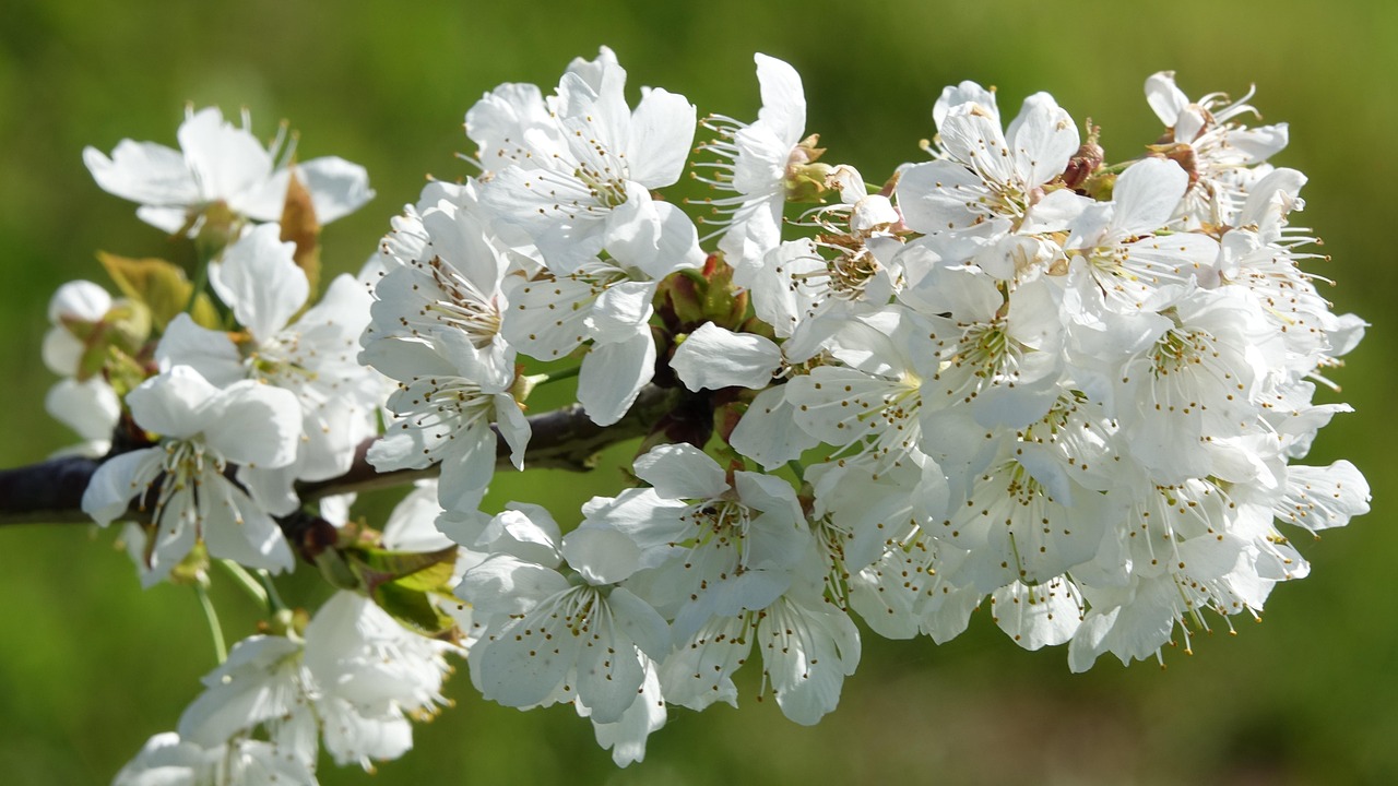 樱桃早上市,尝鲜甜,享季节喜悦