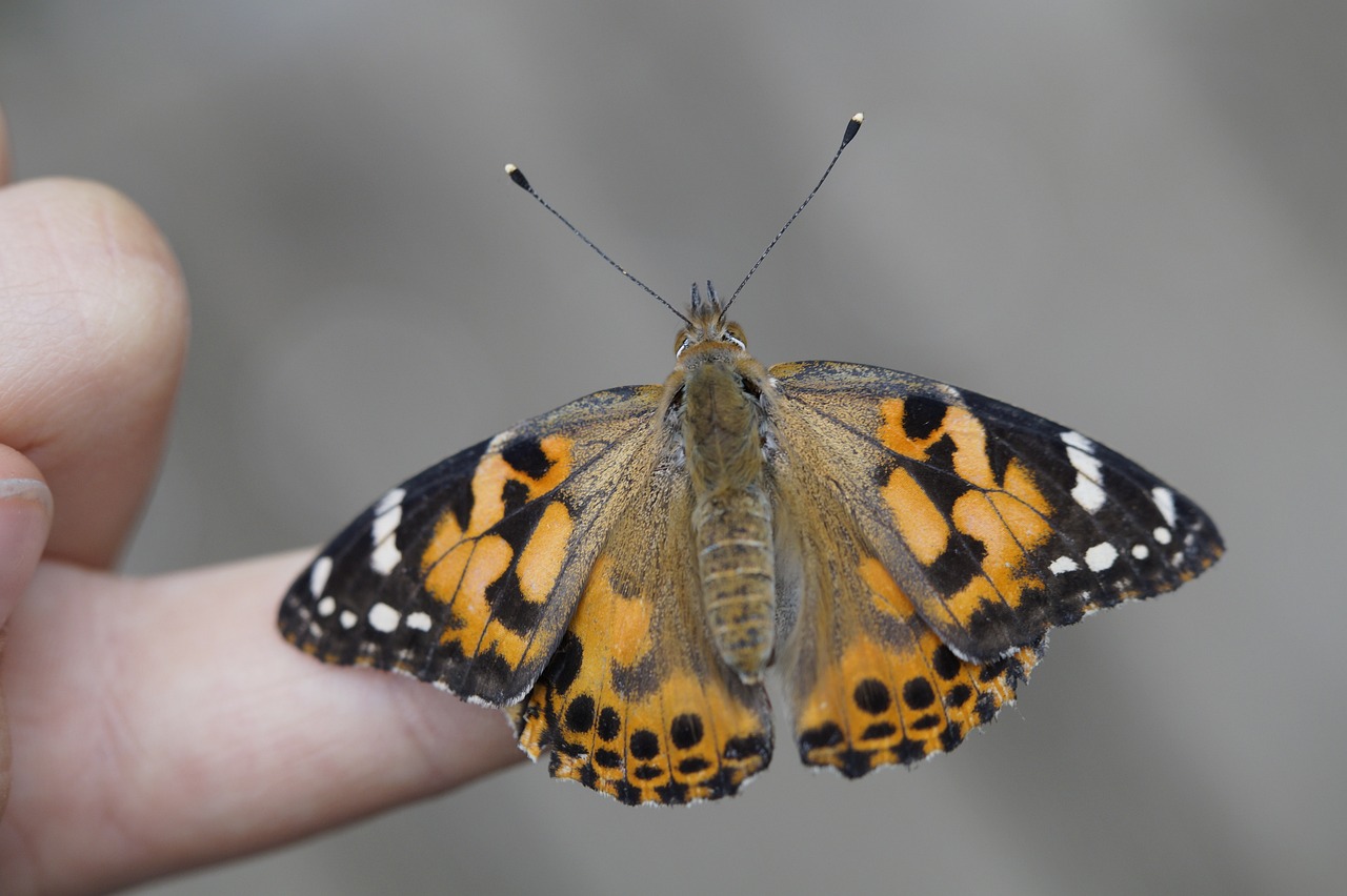 云南陨石坠落最新动态,探索天际神秘礼物的最新进展