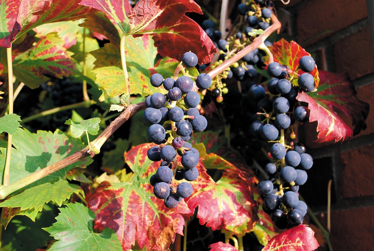 赣南脐橙上市季节揭秘,几月份迎来橙香四溢的丰收季节?