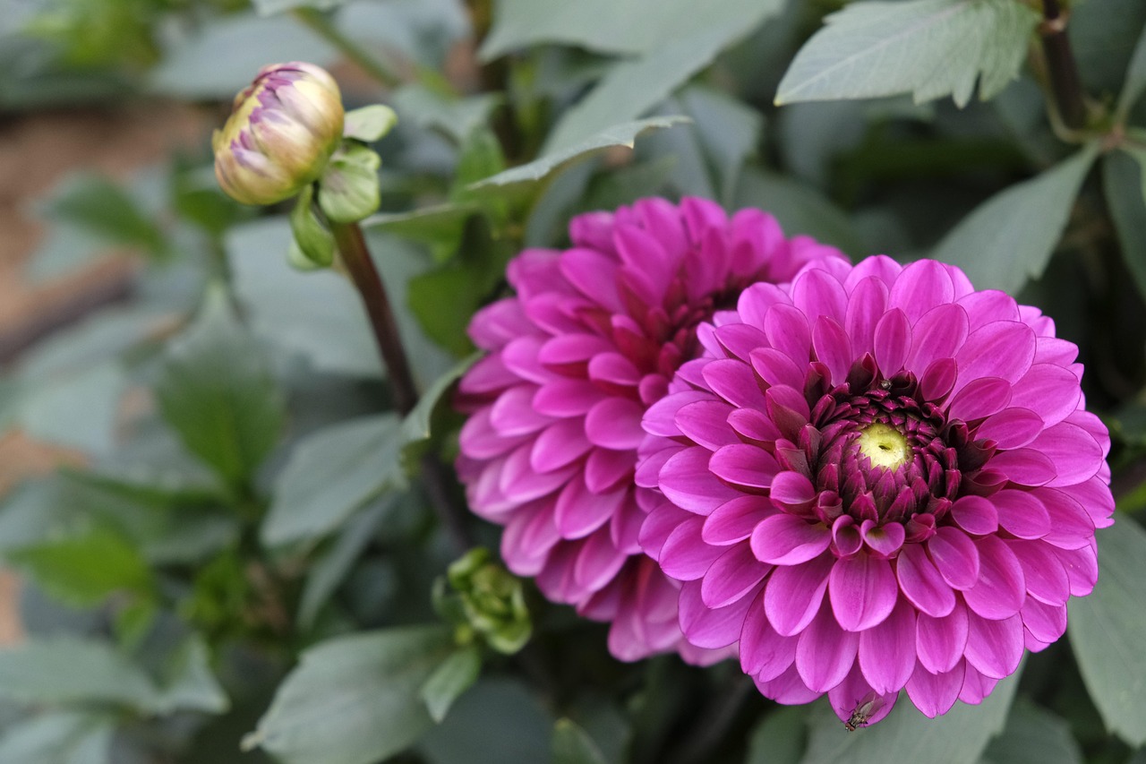 鲜花地图磁卡现价,美丽与价值交汇的探寻之旅