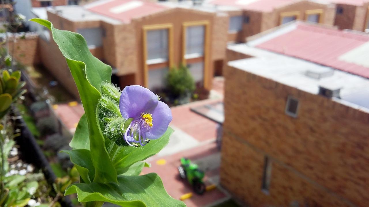 红安紫东新城最新动态,城市蓬勃发展新篇章