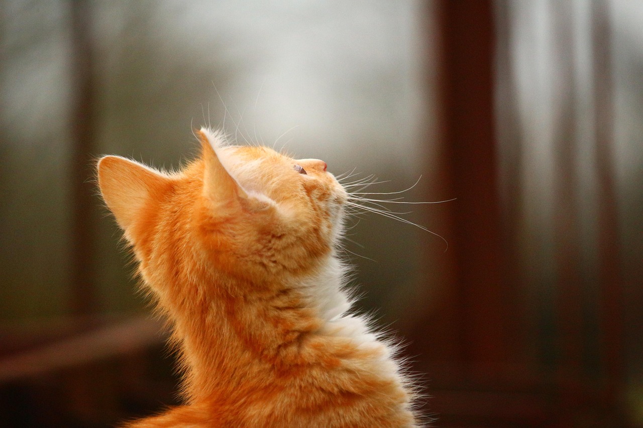 三月猫咪最新玩法揭秘,创意互动乐趣无限!