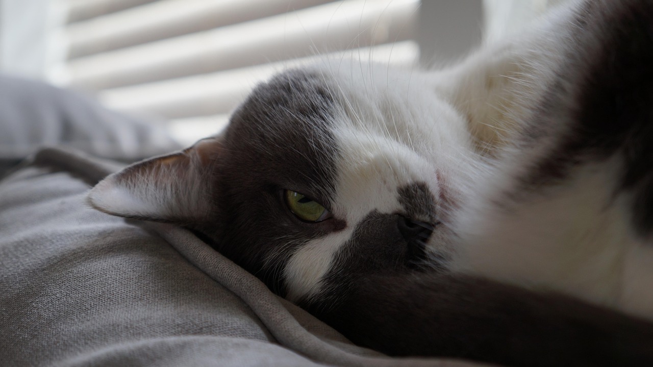 三月猫咪最新玩法揭秘,创意互动乐趣无限!