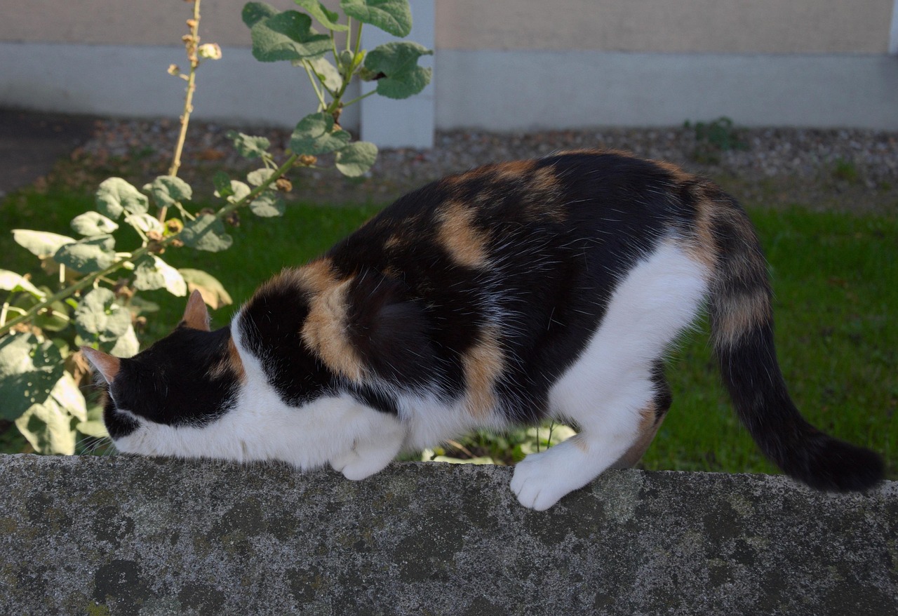 三月猫咪最新玩法揭秘,创意互动乐趣无限!