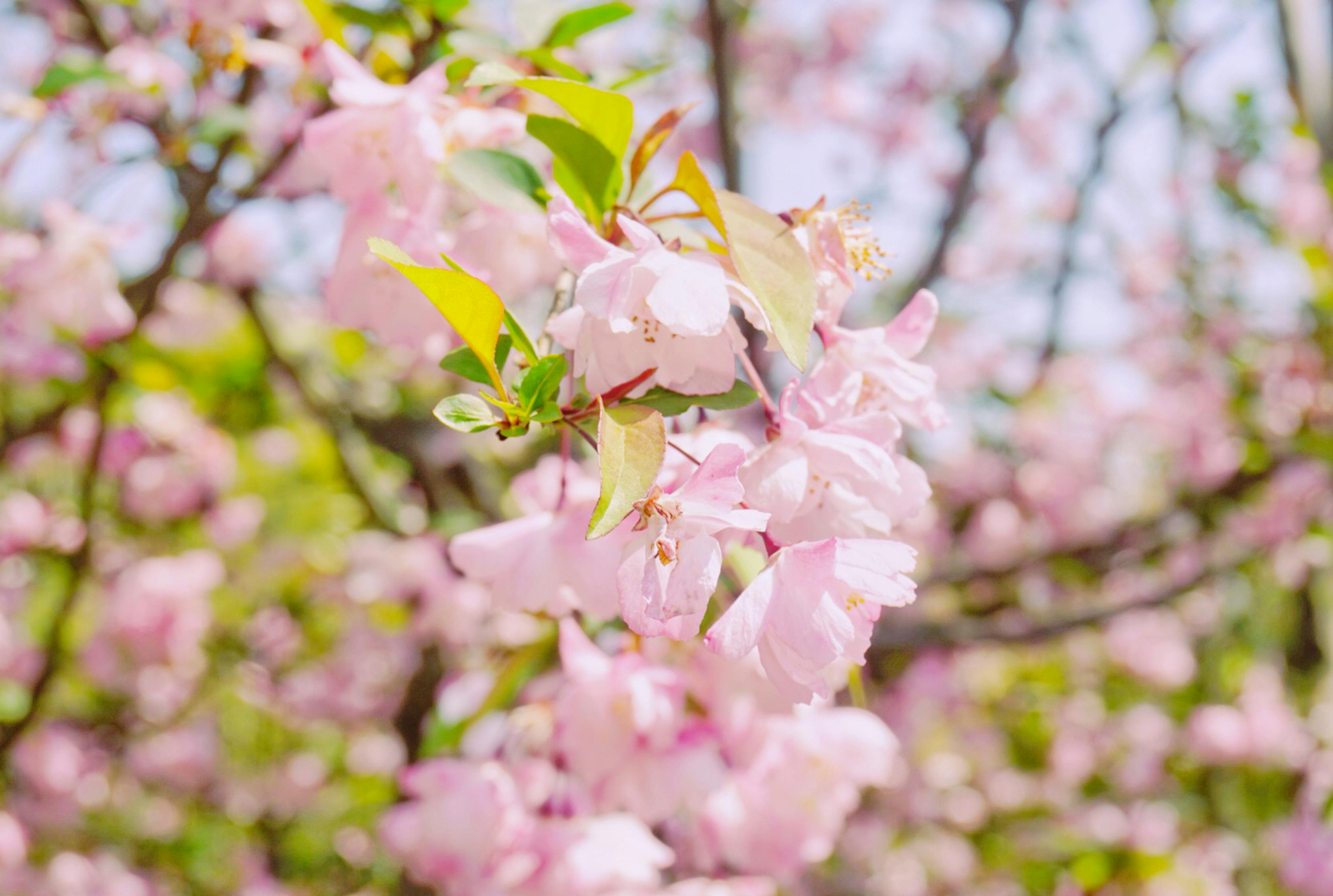 三月Tucao动漫的魅力之旅