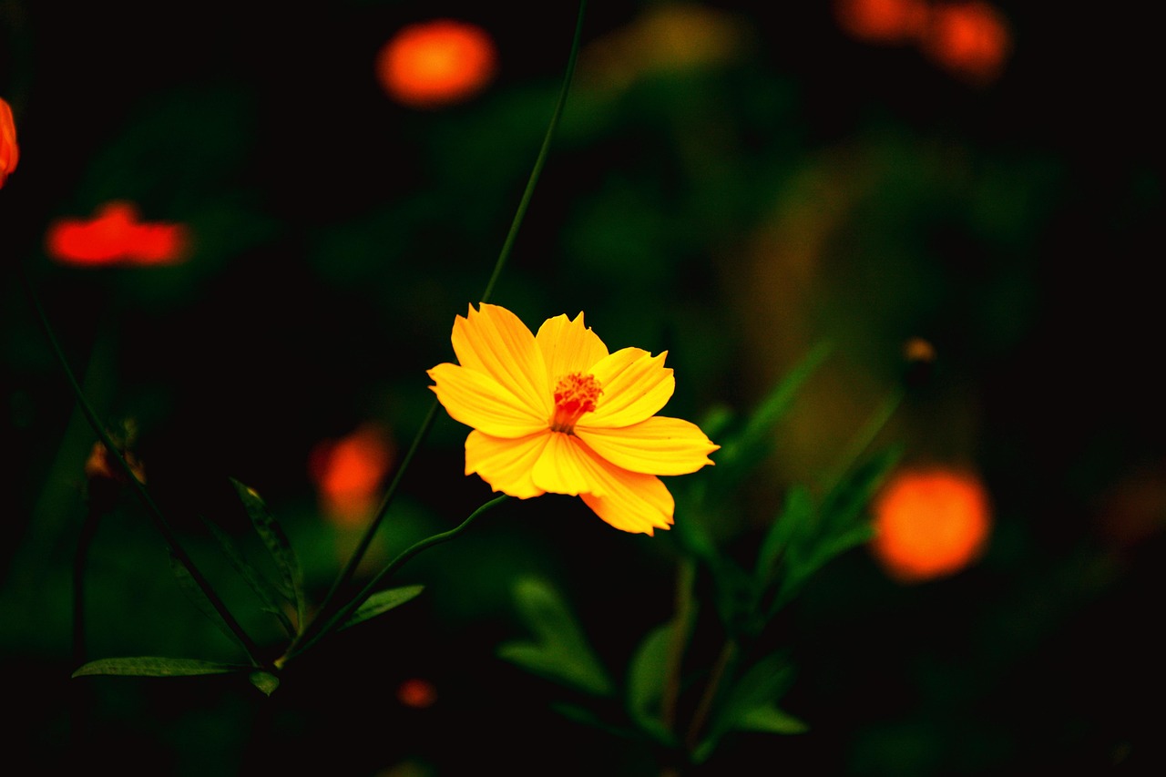 三月美剧良医最新动态,深度解析与期待新季度剧情