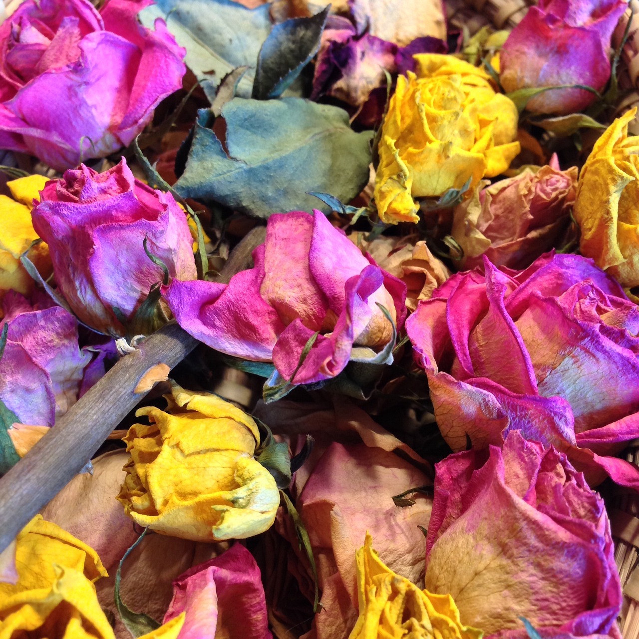 三月沐紫薇最新篇章,生命的绽放与魅力的无尽展现