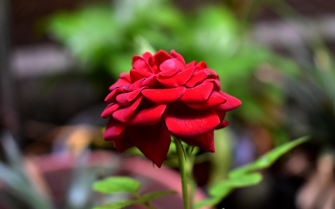 三月柿子红,电视剧中的温情与成长之旅