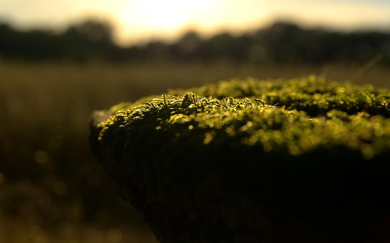 深天地A最新动态更新