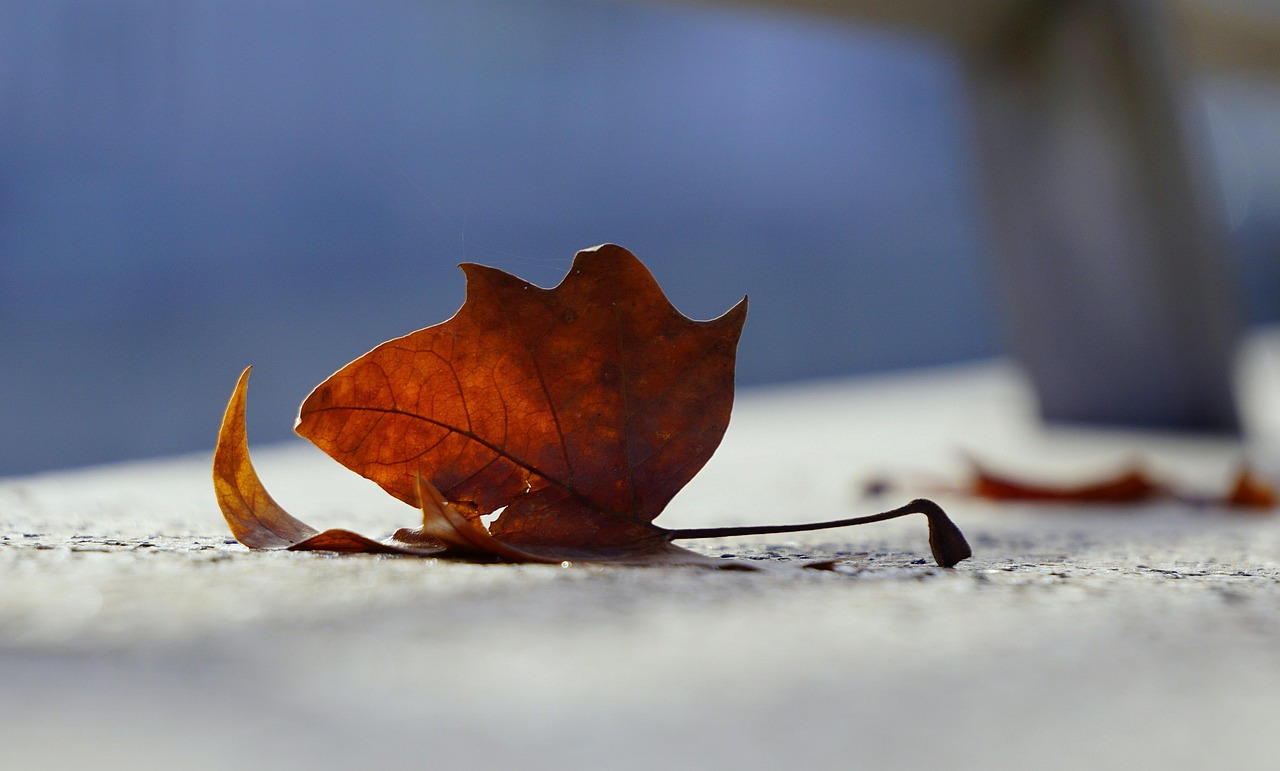 五月兴化租房资讯概览,最新租房资讯与动态分析